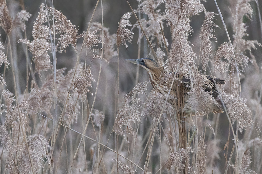 R6NF1163_20240110 | Die Rohrdommel ist ein Vogel aus der Familie der Reiher. Im Frühjahr geben die Männchen dumpfe Balzrufe von sich, die kilometerweit zu hören sind und der Rohrdommel früher die volkstümlichen Bezeichnungen Moorochse, Wasserochse, Riedochse und Mooskuh eingetragen haben. - Realisiert mit Pictrs.com