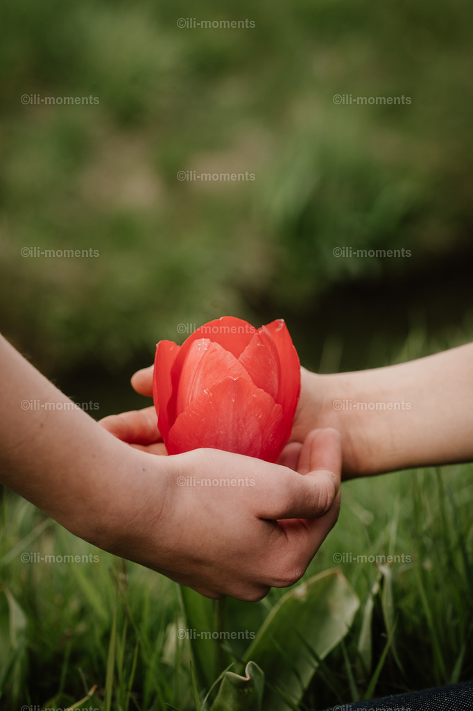 gemeinsame Sorgfalt | Zwei Hände halten behutsam eine fast offene rote Tulpenblüte. Das Bild „Gemeinsame Sorgfalt“ symbolisiert Fürsorge, Vertrauen und Zusammenhalt – perfekt als Kunstdruck für einfühlsame und warme Raumgestaltungen. - Realisiert mit Pictrs.com