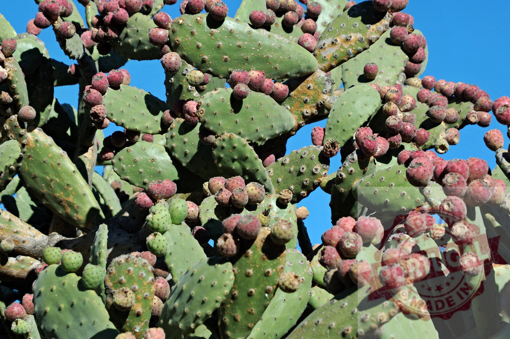 Prickly pear cactus pads bearing red fruit under blue sky | Prickly pear cactus growing with many red fruit under a clear blue sky - Realized with Pictrs.com