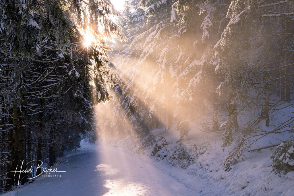 Winterlicher Nebelwald bei Schanze | Winterlicher Nebelwald bei Schanze - Realisiert mit Pictrs.com