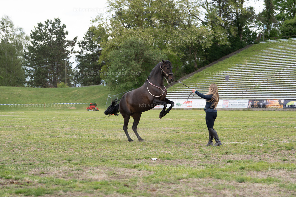 PI26_show_Jan_Picutures7C_06251.jpg | working equitationturnier fotograf videograf stoibphotography marixx film working equitation deutschland reitsport turnierfotografie eventfotografie equestrian events