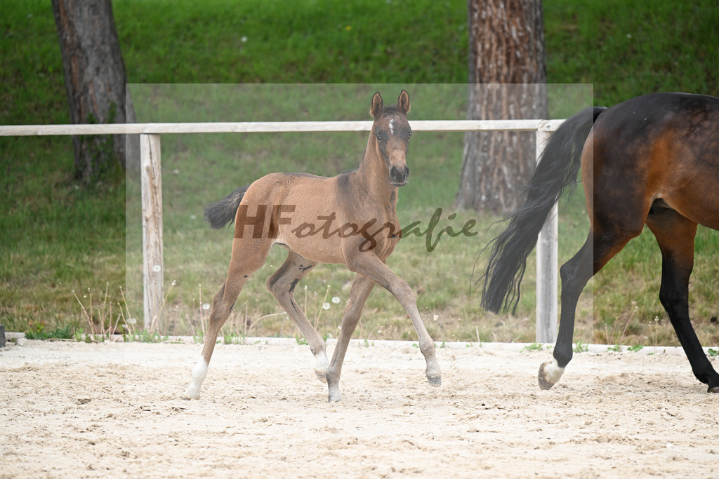 Kat-Nr. 17 SF Feliciano x Rubin Royal OLD_Haegler_24260608 | hf-fotografie - Realisiert mit Pictrs.com
