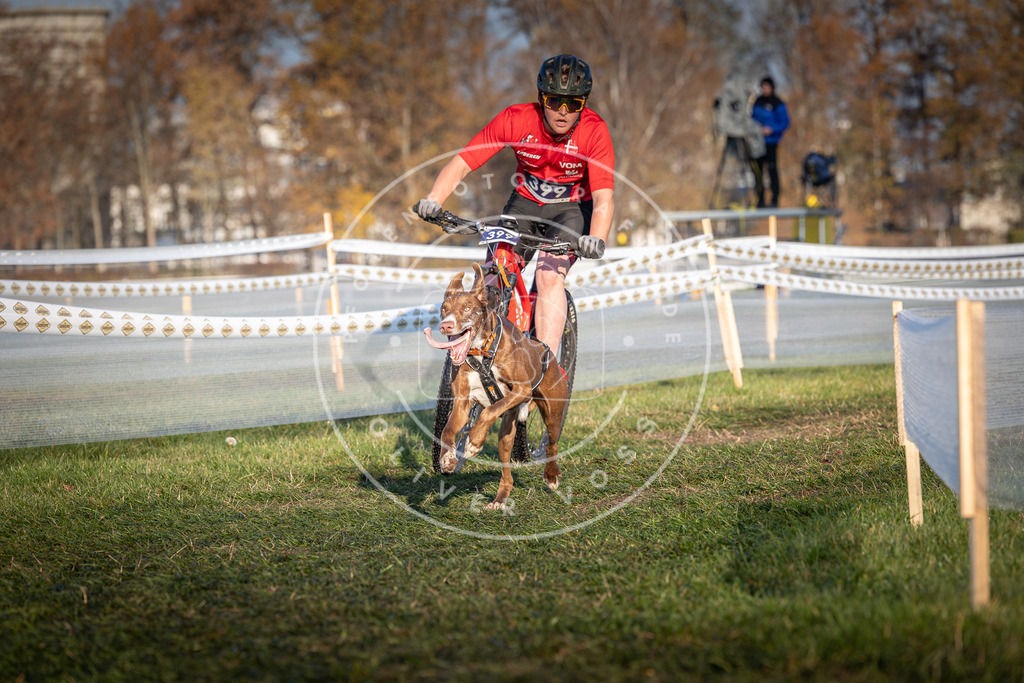 CaniXpix_0L8A3927 | Hundefotografie, Tierfotograf, Pfotenfotografie, Fotoshooting Hund, Hunde Portrait, Hundesport, Hundeportraits, Heideshooting, Hunde, Sportfotograf, Hundefotograf, Turnierhundsport, THS,  - Realisiert mit Pictrs.com