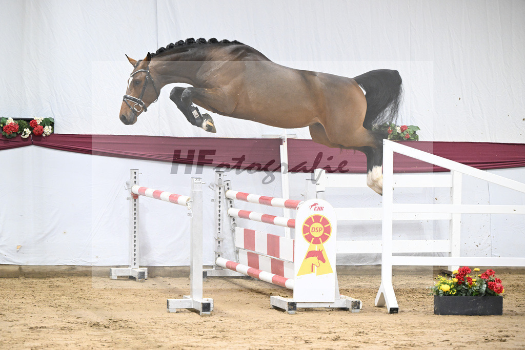 Kat-Nr. 84 Million Dollar x Caretino_Gestuet Spitzenhof_47252997 | hf-fotografie - Realisiert mit Pictrs.com