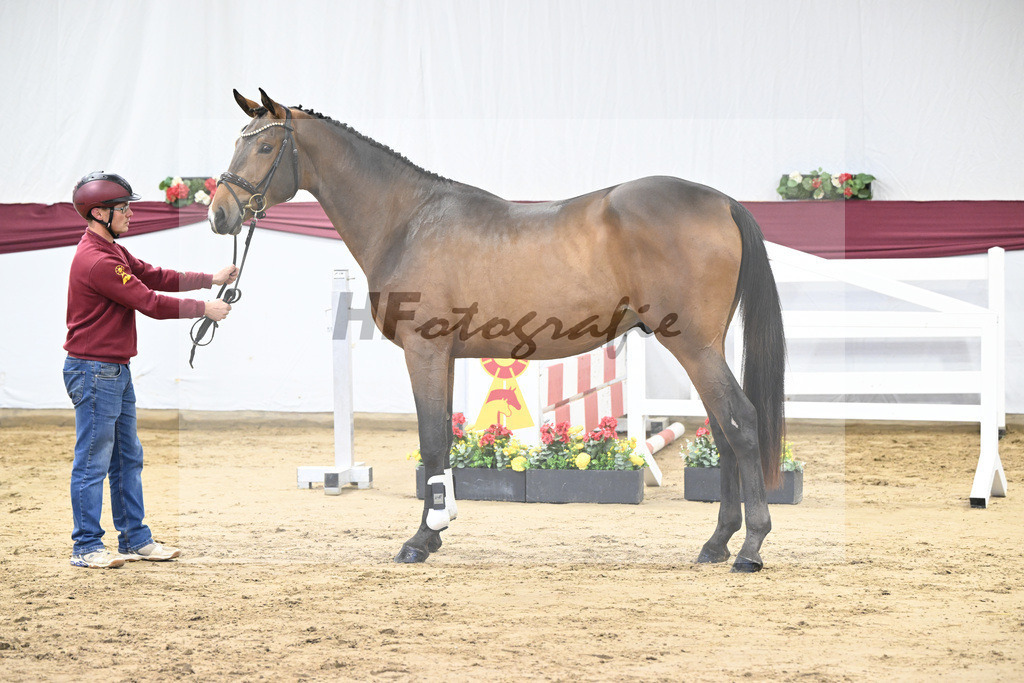 Kat-Nr. 8 Verdi x Sterntaenzer_ZG Sautter_47250133 | hf-fotografie - Realisiert mit Pictrs.com