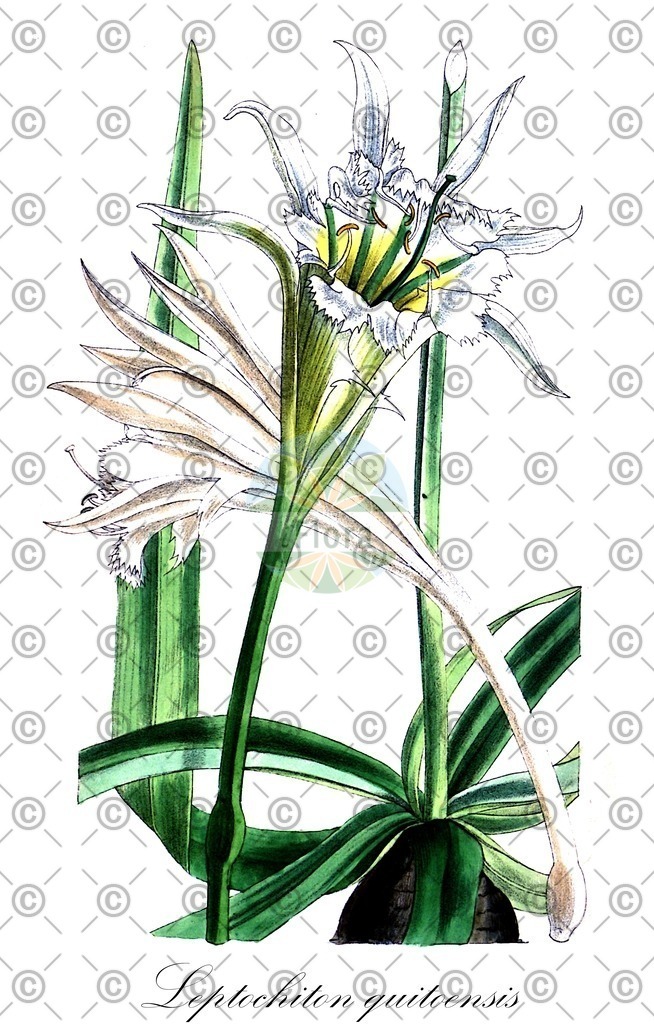 HistAbb_wfo-0000226218_1_ENZY_Simple | Historische Abbildung von Leptochiton quitoensis - Amaryllidaceae | Historical Illustration of Leptochiton quitoensis - Amaryllidaceae