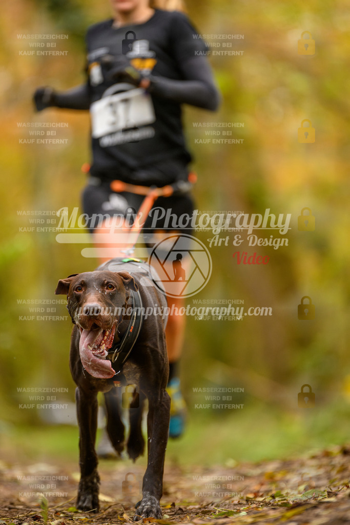 MompixPhotography_Bischwiller24_SA_Canicross-21 | mompixphotography