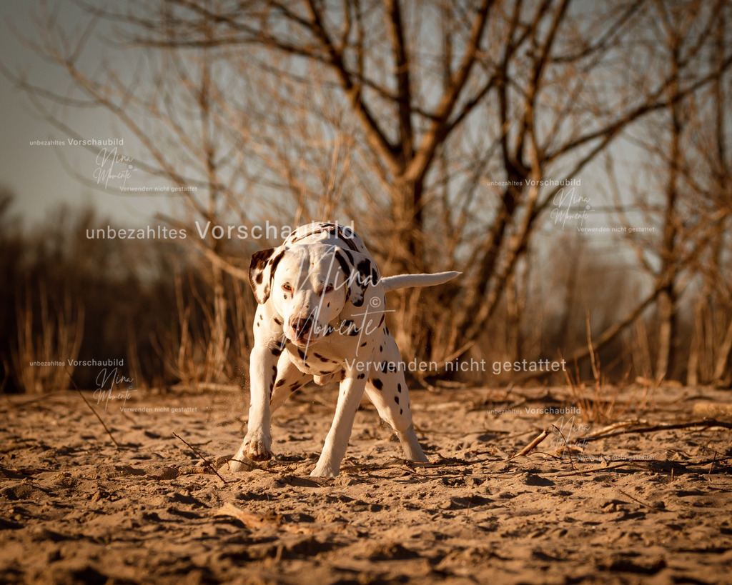 _16A4938-1-1 | Einzigartige Fotos von Hunden & Menschen –Actionfotos, Portraits, Vereinsaufnahmen & Paarshootings – authentisch, lebendig & mit Herz.