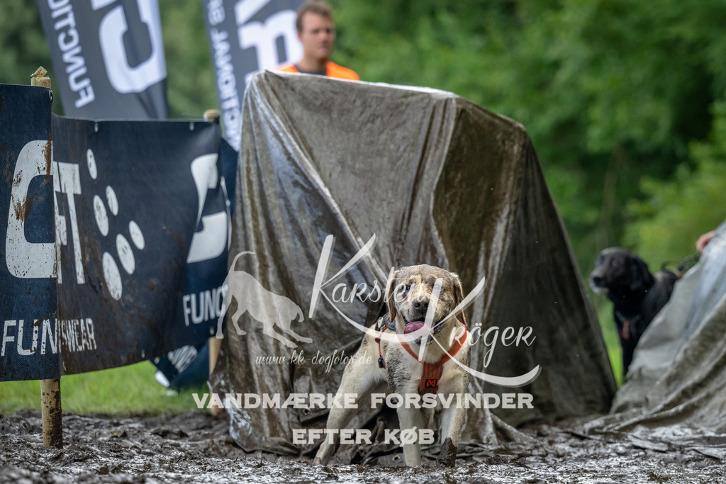 1156_ZZ90370 | kk-dogfotos