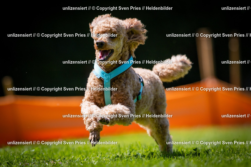 Sven Pries | 2025-08-10 - Hunderennen Durlach - Realisiert mit Pictrs.com