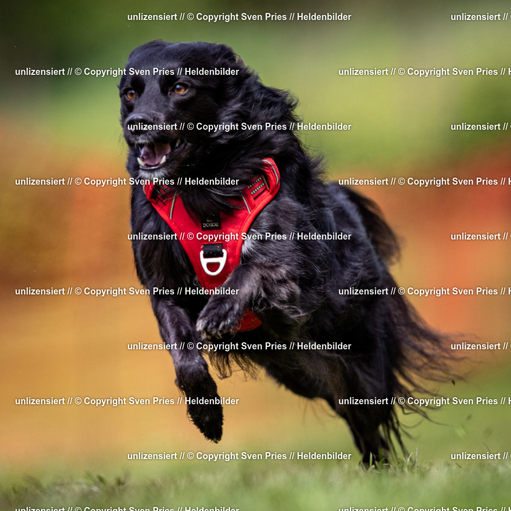 Sven Pries | 2024-04-21 - Hunderennen Baden-Oos
Foto: Sven Pries - Realisiert mit Pictrs.com