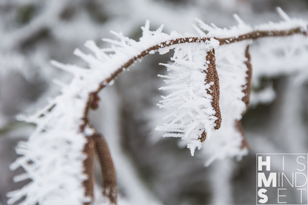 Weiße Nadeln | Sichere dir dein Lieblingsbild von HISMINDSET als Print für dein Zuhause oder das Büro! - Realisiert mit Pictrs.com