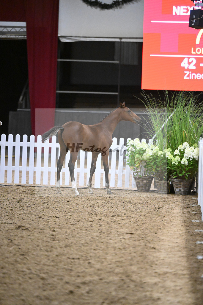 Fohlenauktion Next Chance_49220698 | hf-fotografie - Realisiert mit Pictrs.com