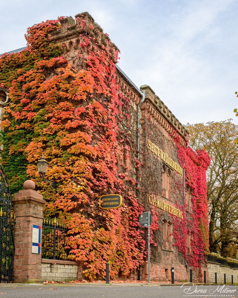 DSC_4739 2 | Fotografien, Fotos und Bilder aus Mainz, Frankfurt, Wiesbaden und anderen Orten auf der Welt - Fotografiert von Darius Metzner