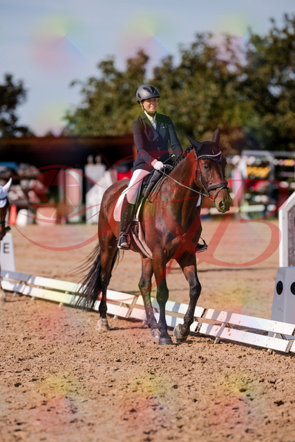 2026_10_03_Siefer-Hof_130250_Z81_57897930 | Professionelle Reitsport-, Turnier- und Eventfotografie von Robert Broda. Galerien mit ausgewählten und bearbeiteten Bildern direkt online ansehen und bestellen.