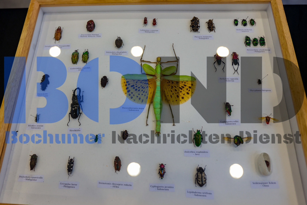 SES_INSBOC20250316-17 | bond - Realisiert mit Pictrs.com