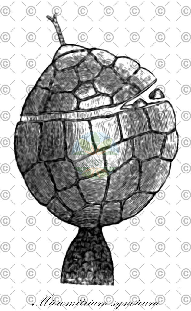 HistAbb_wfo-0001049525_1_ENZY_Simple | Historische Abbildung von Micromitrium synoicum - Micromitriaceae | Historical Illustration of Micromitrium synoicum - Micromitriaceae