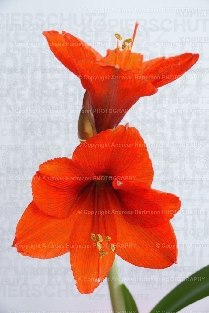 Blüte Amaryllis | Blüte Amaryllis - Realisiert mit Pictrs.com