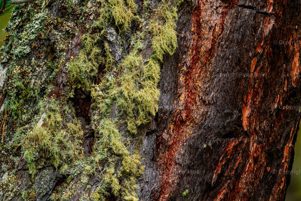Divers_Erlebnisraum_Wald_23_Peter_Maier-819 | piet_flosse