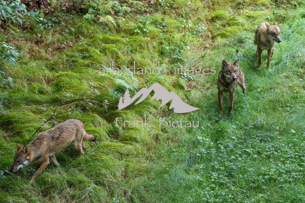OE7A4215 | erstmalig Erkunden die 4 neuen Wölfe Ihr Gehege im Nat.Park Zentrum Falkenstein in Ludwigsthal