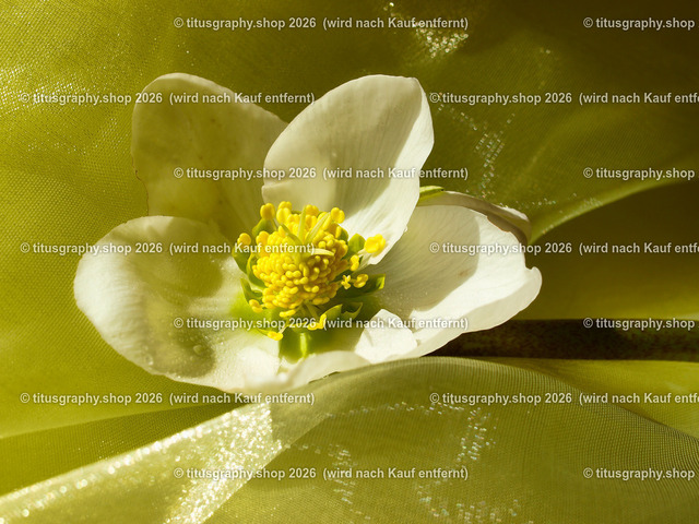 titusgraphy_P2244218-vz-ln | titusgraphy-shop: Geschenkideen mit Qualitätsfotos. titusgraphy-shop: gift ideas with quality photos. titusgraphy-shop: idées cadeaux avec photos de qualité.  - Realisiert mit Pictrs.com