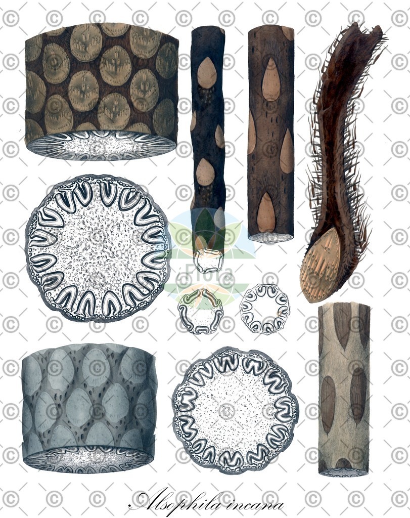 HistAbb_wfo-0001112446_2_ENZY_Simple | Historische Abbildung von Alsophila incana - Cyatheaceae | Historical Illustration of Alsophila incana - Cyatheaceae