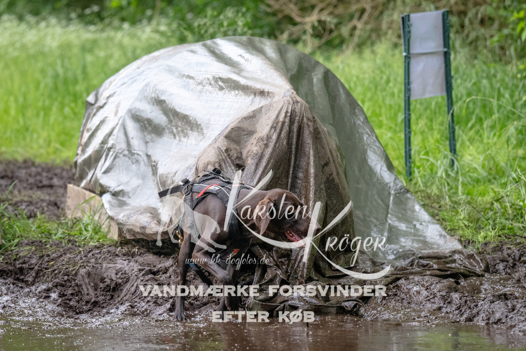 1617_ZZ93105 | kk-dogfotos