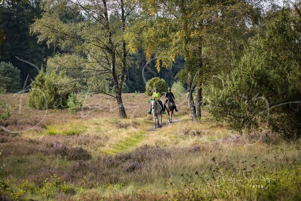 DdLH-WehlenerHeide_2025-09-20_08 | Fotografie, Veranstaltungs-Fotografie, Pferde-Fotografie, Landschafts-Fotografie, Reise-Fotografie - Realisiert mit Pictrs.com