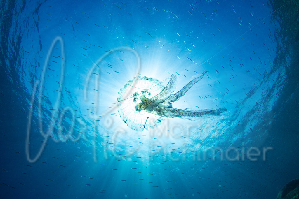 Pelagia noctiluca | DE: Leucht- oder FeuerqualleEN: Pink jellyfishES: Acalefo luminiscenteFR: Pélagie - Realisiert mit Pictrs.com