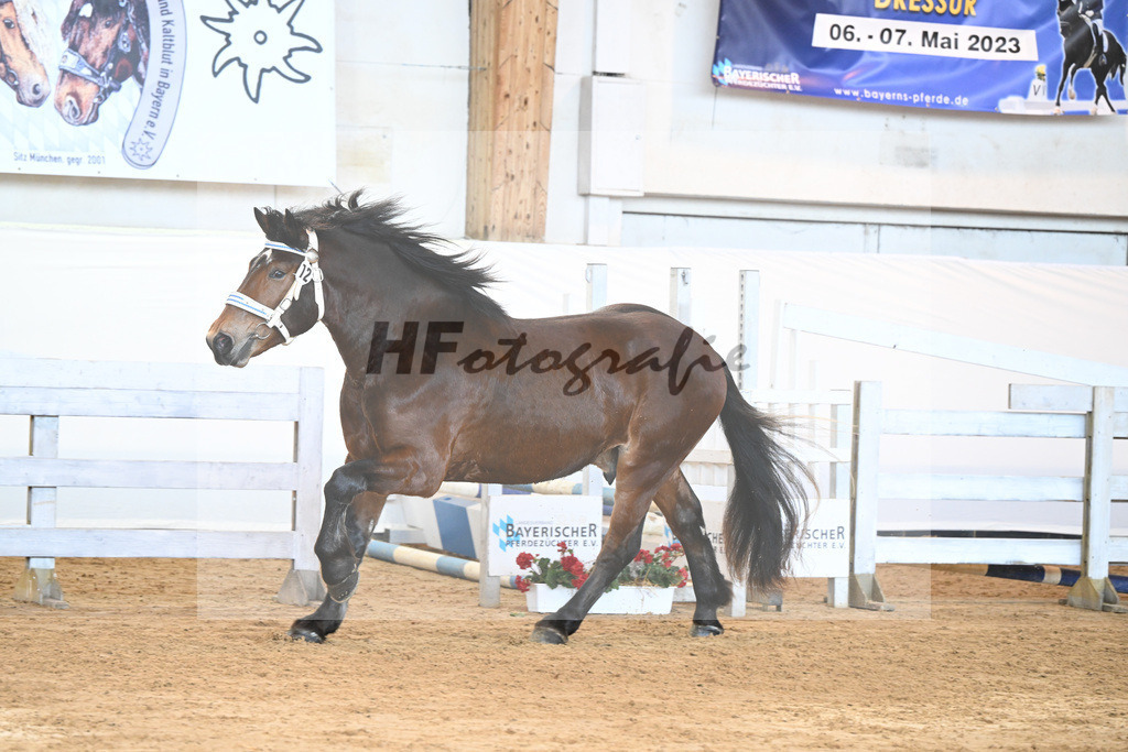Kat-Nr. 12 v. Nussini II_Birkholz_2230188 | hf-fotografie - Realisiert mit Pictrs.com