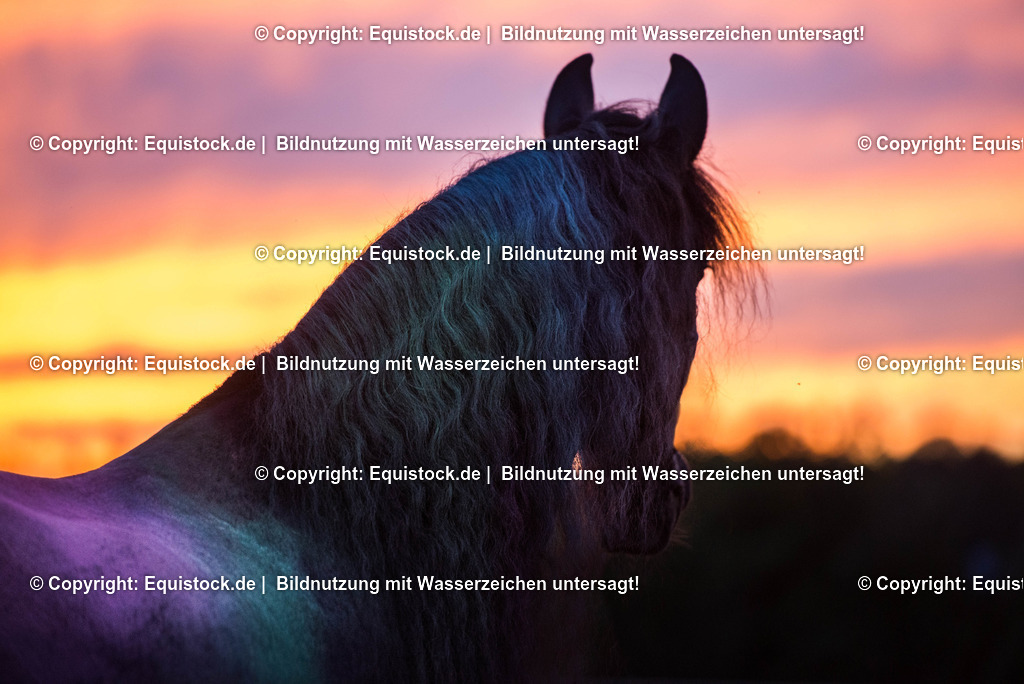 TS_20170626_Friese_Holipulver_0005 | Foto: Thomas Hartig