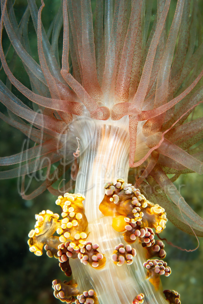 Alicia mirabilis | marpic - Realisiert mit Pictrs.com