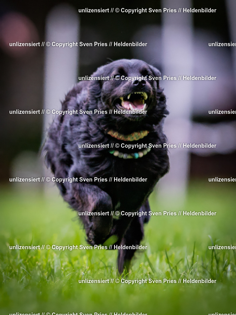 Sven Pries | 2024-10-19 - Hunderennen Ober-Grombach - Realisiert mit Pictrs.com