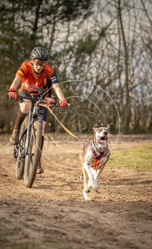 Pfotenfotografie_DV3A7308 | Hundefotografie, Tierfotograf, Pfotenfotografie, Fotoshooting Hund, Hunde Portrait, Hundesport, Hundeportraits, Heideshooting, Hunde, Sportfotograf, Hundefotograf, Turnierhundsport, THS,  - Realisiert mit Pictrs.com