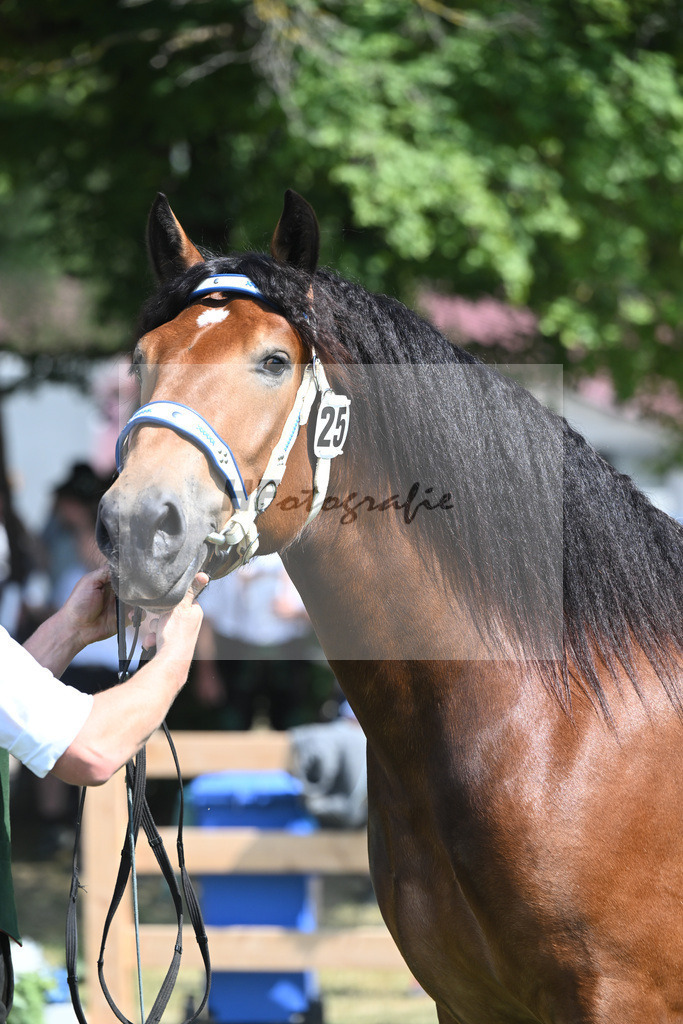 Kat-Nr. 25 Rivera II_Sprenzel_20230367 | hf-fotografie - Realisiert mit Pictrs.com