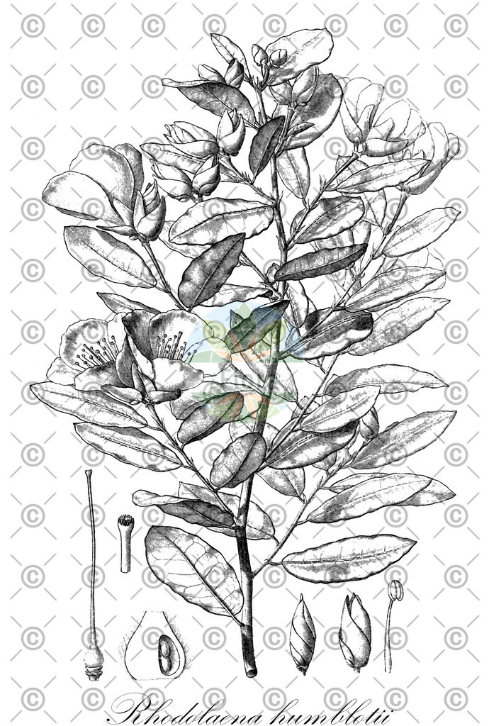 HistAbb_796C_1_ENZY_Simple | Historische Abbildung von Rhodolaena humblotii - Sarcolaenaceae | Historical Illustration of Rhodolaena humblotii - Sarcolaenaceae