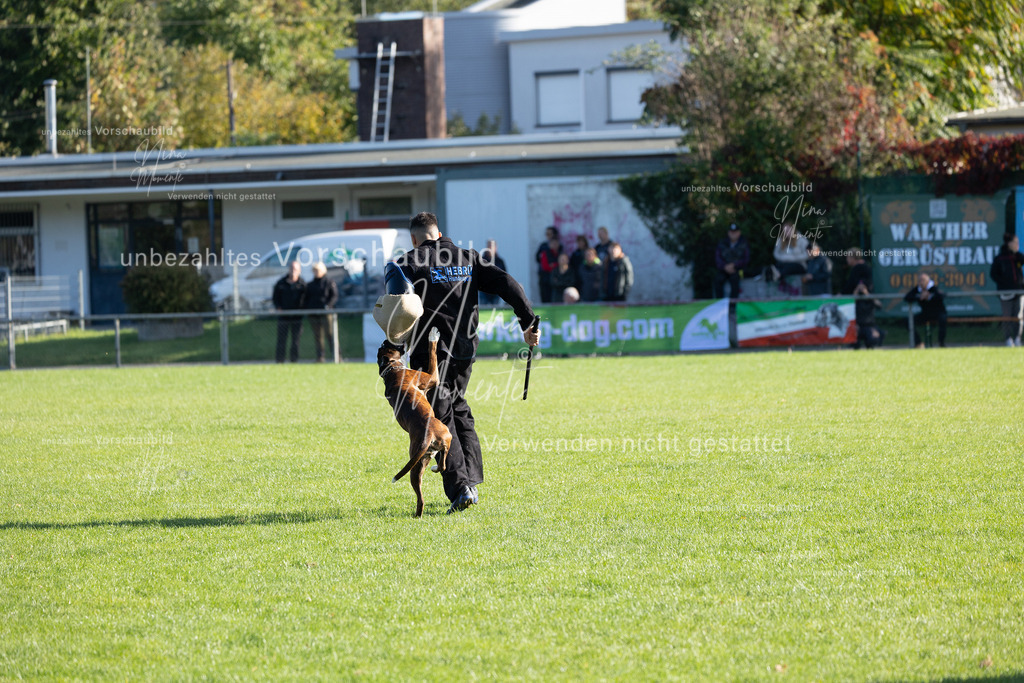 _16A5111 | Einzigartige Fotos von Hunden & Menschen –Actionfotos, Portraits, Vereinsaufnahmen & Paarshootings – authentisch, lebendig & mit Herz.