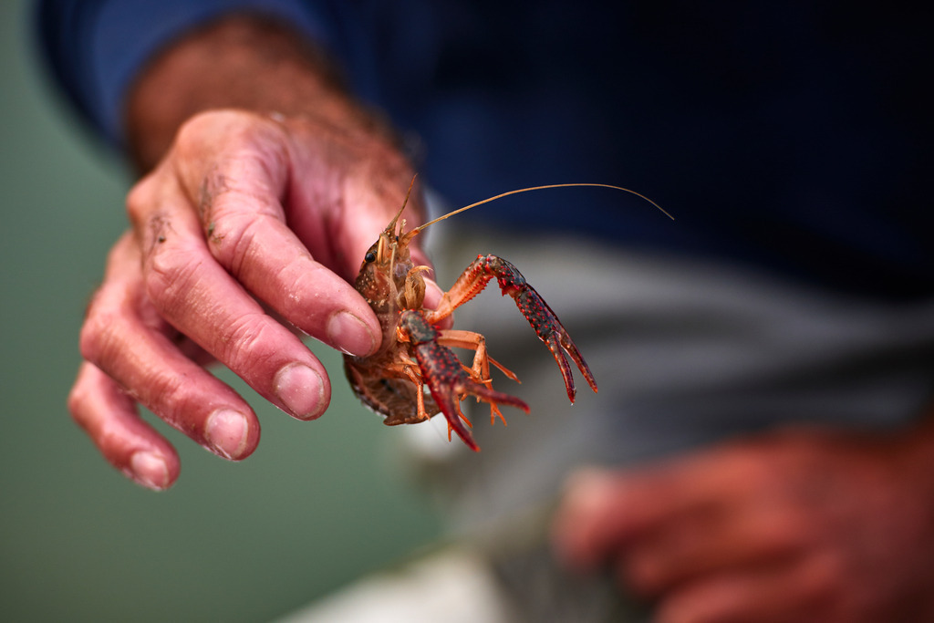 Fischer haelt kleinen Krebs in der Hand | San Feliciano, Italien - August 31, 2016: Lago Trasimeno; Fischer haelt kleinen Krebs in der Hand. - Realisiert mit Pictrs.com