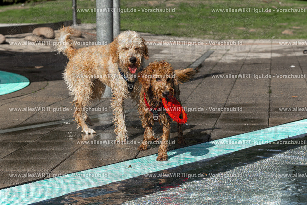 Hundeschwimmen_Volksbad_2026-allesWIRTHgut_Tierfotografie-2609061533-FAY07284 | Professionelle Tierfotografie in Mönchengladbach von Daniel Wirth (allesWIRTHgut). Liebevolle & natürliche Bilder von Hunden & Katzen für unvergessliche Erinnerungen.