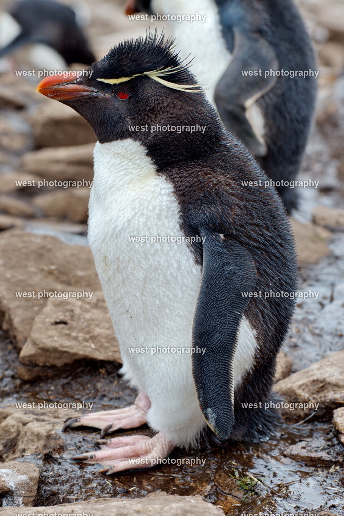 Rockhopper Penguin 1 SND - FLK 2014 | west photography - Realisiert mit Pictrs.com