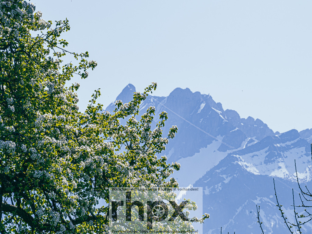 Frühling in Luzern – Blüten vor Pilatus | Stimmungsvolle Fotokunst aus Luzern. Erlebe den Pilatus, den See und die Stadt Luzern in exklusiven Aufnahmen in der Fotogalerie & Shop. - Realisiert mit Pictrs.com