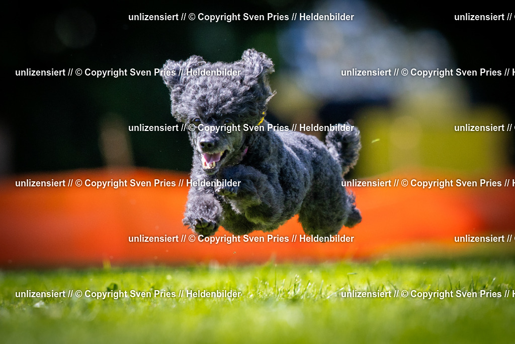 Sven Pries | 2025-08-10 - Hunderennen Durlach - Realisiert mit Pictrs.com