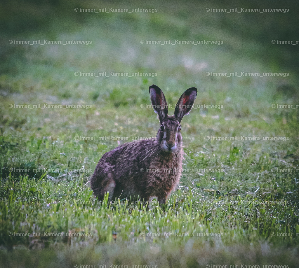 IMG_9427 | immer_mit_kamera_unterwegs