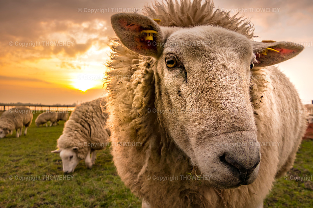 _2050261 | thowehey - Realisiert mit Pictrs.com