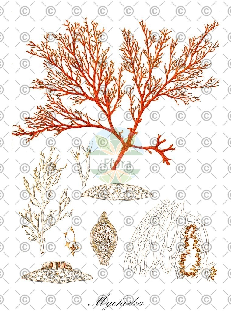 HistAbb_wfo-0001196567_1_ENZY_Simple | Historische Abbildung von Mychodea - Mychodeaceae (0) | Historical Illustration of Mychodea - Mychodeaceae (0)