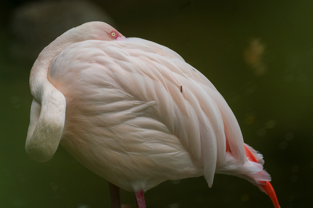 Flamingo | Ludwigsburg - Die Flamingos im BlüBa - Realisiert mit Pictrs.com