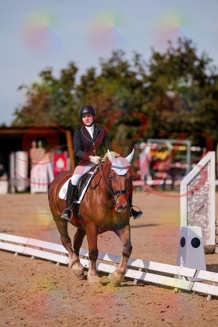 2026_10_03_Siefer-Hof_114138_Z81_84830625 | Professionelle Reitsport-, Turnier- und Eventfotografie von Robert Broda. Galerien mit ausgewählten und bearbeiteten Bildern direkt online ansehen und bestellen.