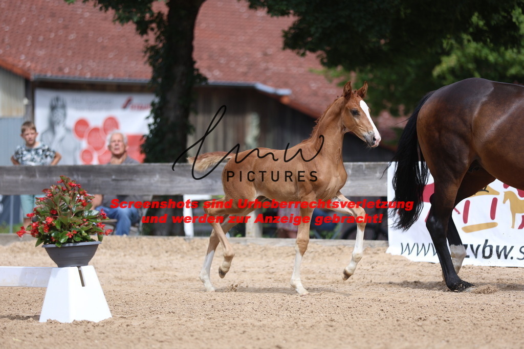 Fohlenschau_Schwäbisch_Hall_dressurbetonte_Fohlen_KN 7_2 | lmwpictures - Realisiert mit Pictrs.com