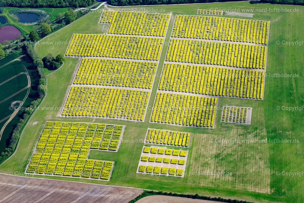 Neuwittenbek_bei_Kiel_Raps_Versuchsfelder_ELS_3011140523 | NEUWITTENBEK 14.05.2023 Versuchs und Zuchtfelder blühender Raps- Blüten in Neuwittenbek im Bundesland Schleswig-Holstein, Deutschland. // Experimental and breeding fields of blooming rapeseed flowers in Neuwittenbek in the state Schleswig-Holstein, Germany. Foto: Martin Elsen