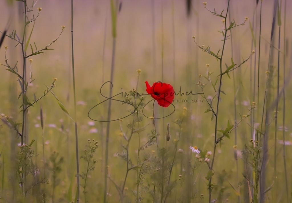 Klatschmohn | Simone Sperber, svb-photography,Fotografin,Bilddesignerin,Naturfotografie,Macrofotografie,Tierfotografie,Wildtierfotografie,Ausstellungen,Auftragsfotografie,Kunst,Art,Photographer,Shootings,Bildberatbeitung,Galerie,Shop